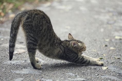 고양이 기지개, 그리고 우주의 신비