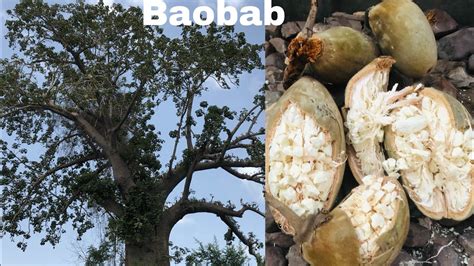 Where to Buy Baobab Fruit: A Comprehensive Guide