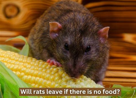 Will Rats Leave If There Is No Food?