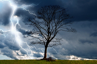 arbre dans la tempête, par pixabay